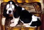 Basset Hound